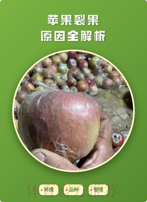 世界杯盘口苹果全解析 世界杯盘口苹果全解析